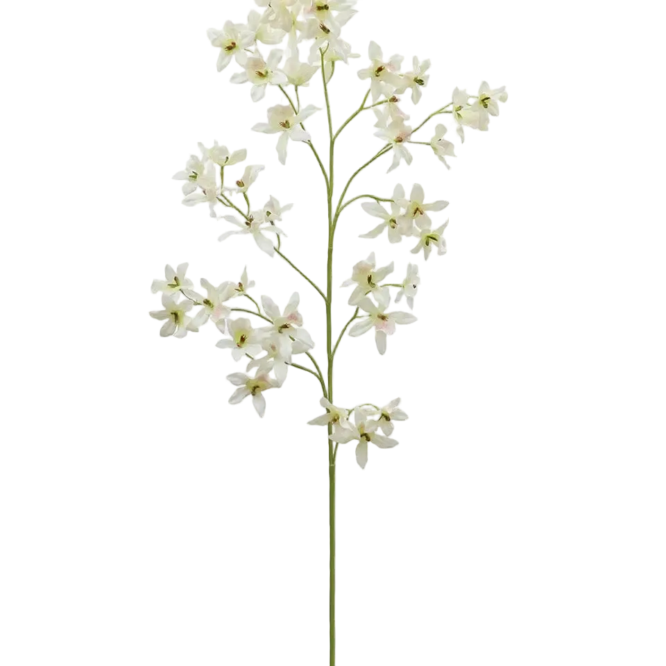 Dancing Oncidium Orchid
