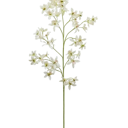 Dancing Oncidium Orchid